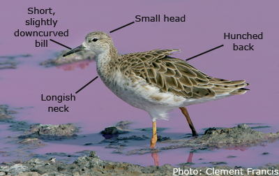 male ruff