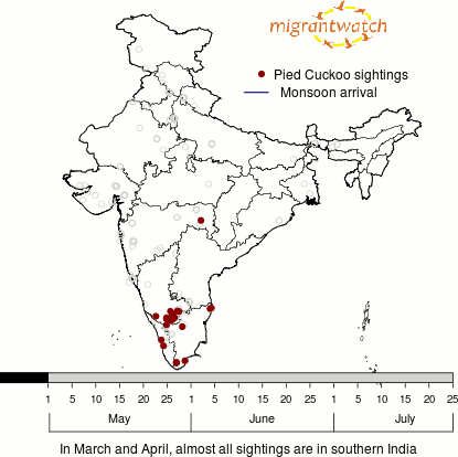 Pied Cuckoo animated map @ migrantwatch blog Pied Cuckoo animated map @ migrantwatch blog