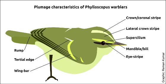 Warbler Chart