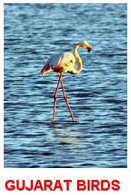 Gujarat_birds
