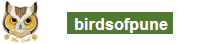birdsofpune