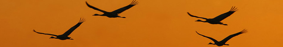 Cranes flying against an orange sky