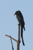 Udi_ashy_drongo_ad