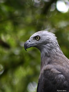 grey-headed grey-headed