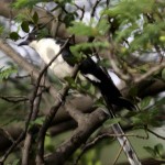 udiyaman-piedcuckoo2 udiyaman-piedcuckoo2