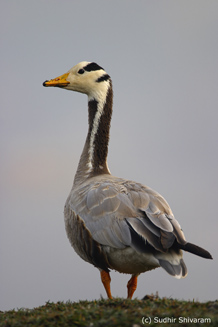 Bar-Headed-Goose_Sudhir Shivaram copy