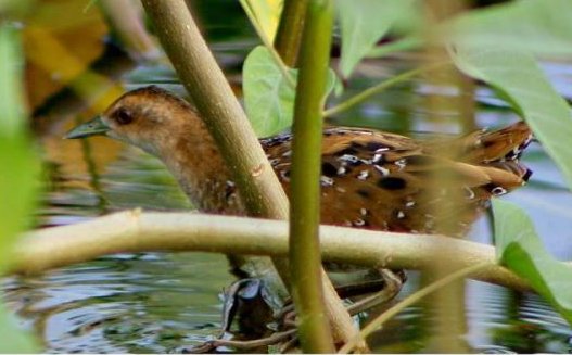 Baillons-Crake